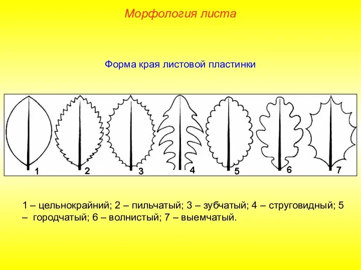 Форма края листовой пластинки 1 – цельнокрайний; 2 – пильчатый;