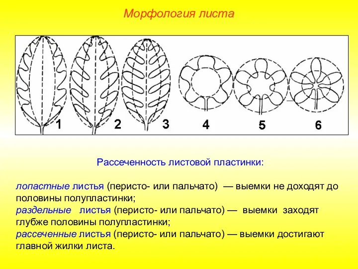 Рассеченность листовой пластинки: лопастные листья (перисто- или пальчато) — выемки