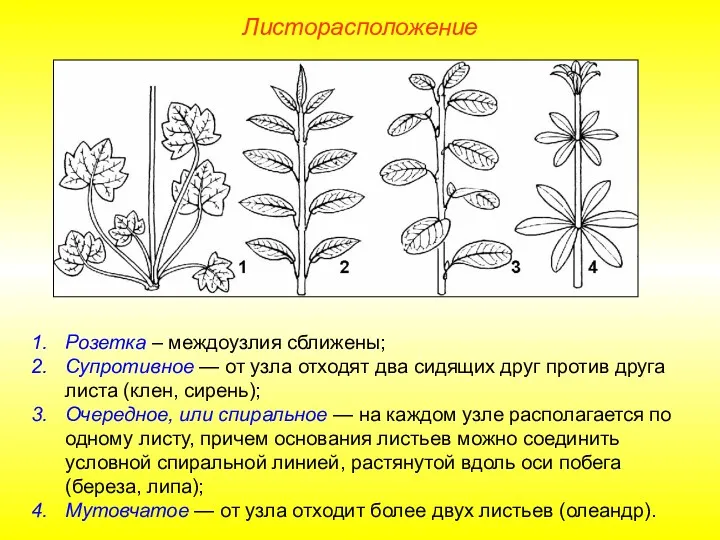 Розетка – междоузлия сближены; Супротивное — от узла отходят два