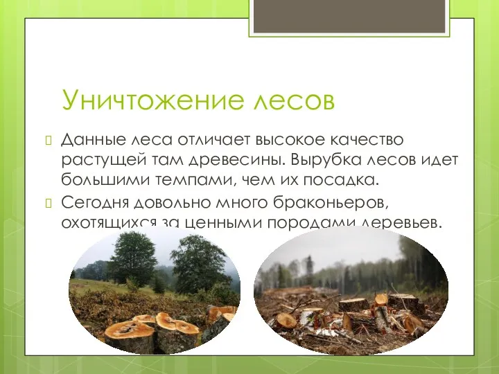 Уничтожение лесов Данные леса отличает высокое качество растущей там древесины.
