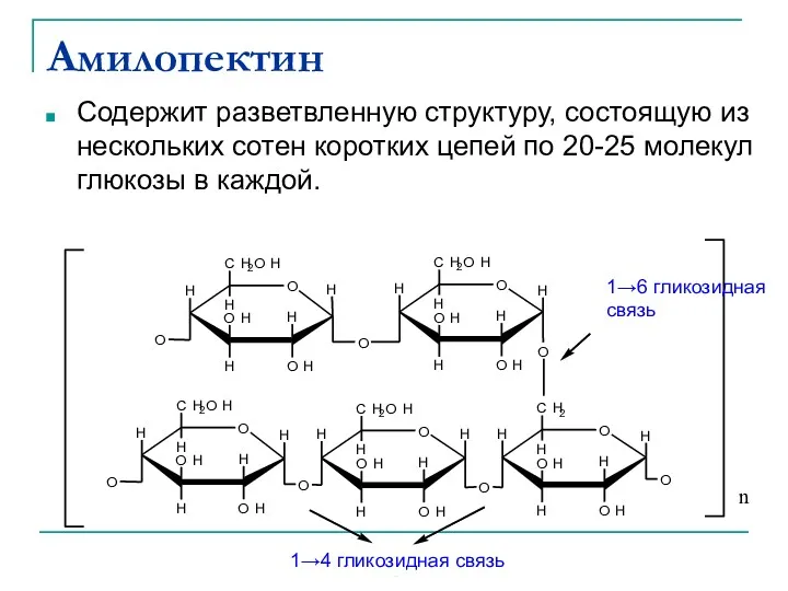 Амилопектин Содержит разветвленную структуру, состоящую из нескольких сотен коротких цепей по 20-25 молекул глюкозы в каждой.