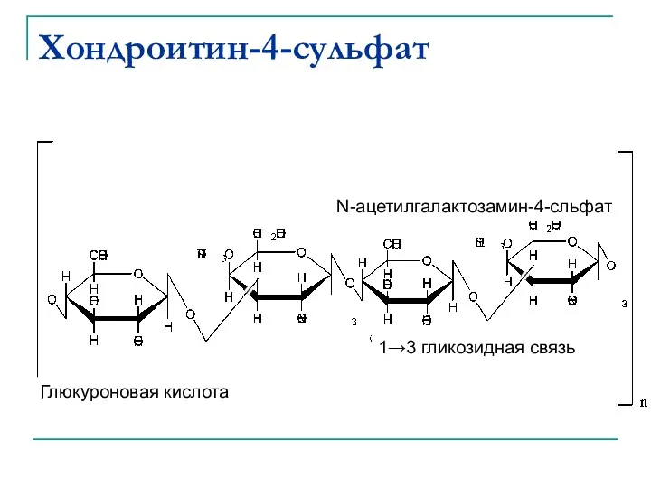 Хондроитин-4-сульфат Глюкуроновая кислота 1→3 гликозидная связь N-ацетилгалактозамин-4-сльфат