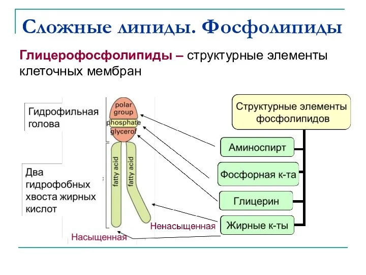 Сложные липиды. Фосфолипиды Глицерофосфолипиды – структурные элементы клеточных мембран