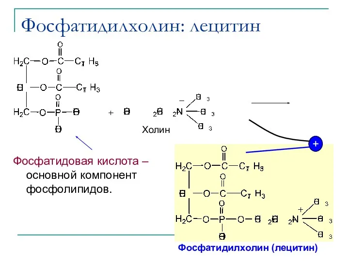 Фосфатидилхолин: лецитин Холин Фосфатидилхолин (лецитин) Фосфатидовая кислота – основной компонент фосфолипидов.