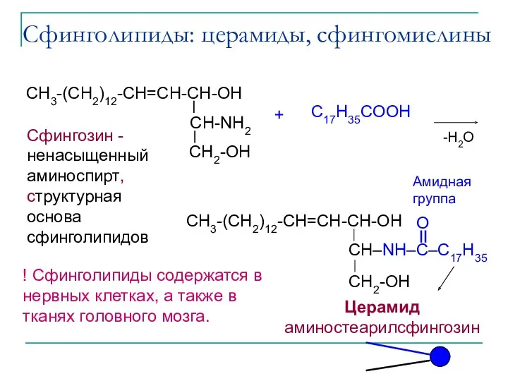 Сфинголипиды: церамиды, сфингомиелины C17H35COOH + -H2O Амидная группа Церамид аминостеарилсфингозин