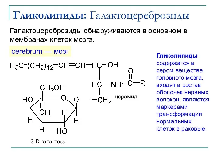 Гликолипиды: Галактоцереброзиды cerebrum — мозг Галактоцереброзиды обнаруживаются в основном в