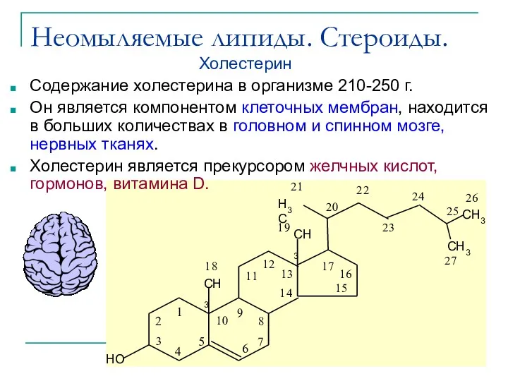 Неомыляемые липиды. Стероиды. Содержание холестерина в организме 210-250 г. Он