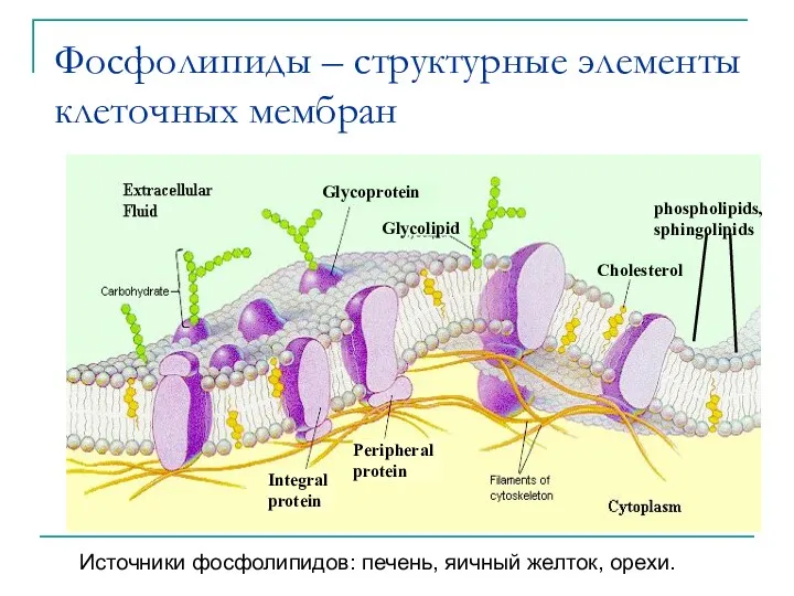 Фосфолипиды – структурные элементы клеточных мембран Источники фосфолипидов: печень, яичный желток, орехи.