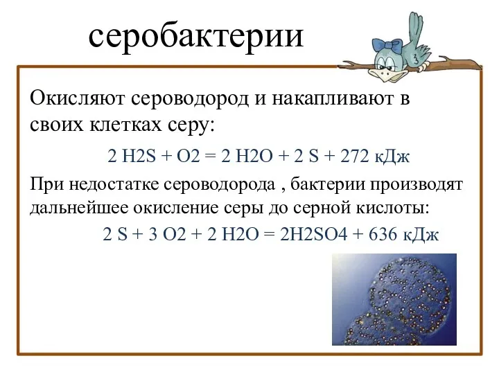 Окисляют сероводород и накапливают в своих клетках серу: 2 H2S