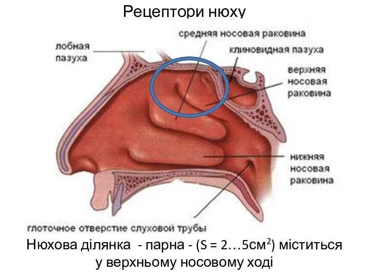 Рецептори нюху Нюхова ділянка - парна - (S = 2…5см2) міститься у верхньому носовому ході