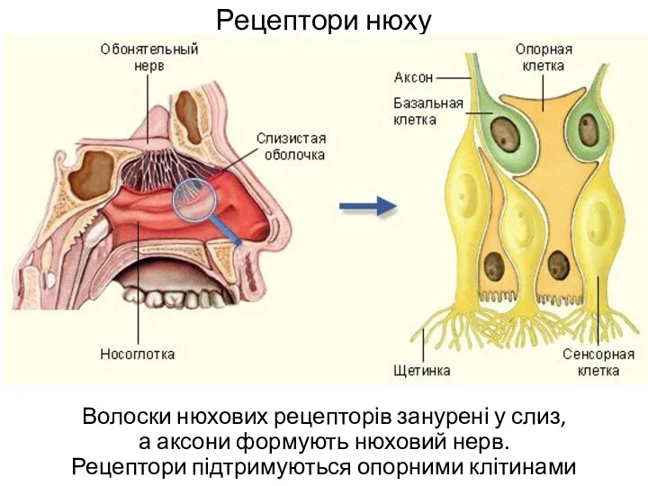 Рецептори нюху Волоски нюхових рецепторів занурені у слиз, а аксони