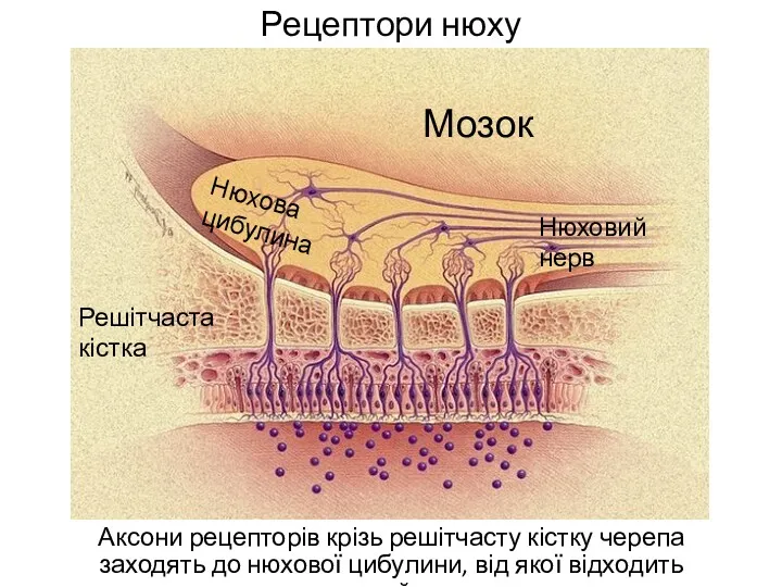 Рецептори нюху Аксони рецепторів крізь решітчасту кістку черепа заходять до