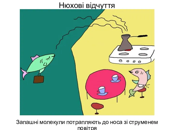 Нюхові відчуття Запашні молекули потрапляють до носа зі струменем повітря