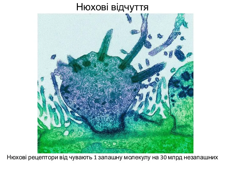 Нюхові відчуття Нюхові рецептори від чувають 1 запашну молекулу на 30 млрд незапашних