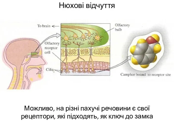 Нюхові відчуття Можливо, на різні пахучі речовини є свої рецептори, які підходять, як ключ до замка