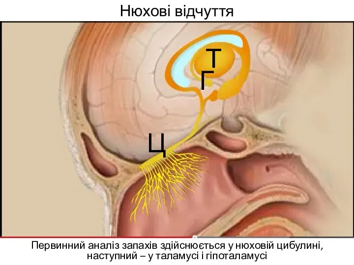 Нюхові відчуття Первинний аналіз запахів здійснюється у нюховій цибулині, наступний