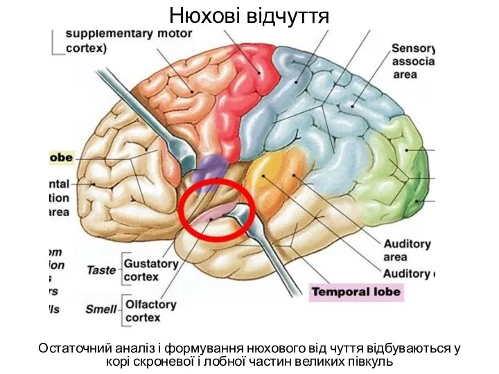 Нюхові відчуття Остаточний аналіз і формування нюхового від чуття відбуваються