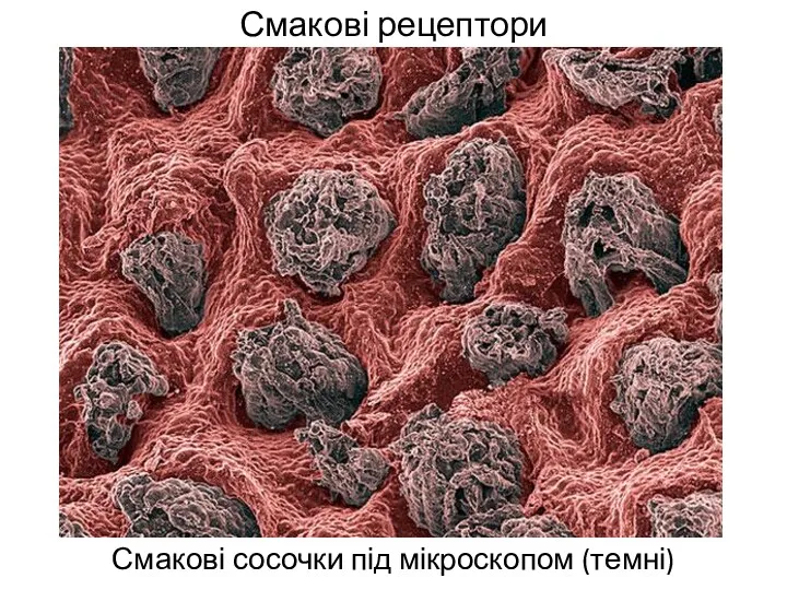 Смакові рецептори Смакові сосочки під мікроскопом (темні)