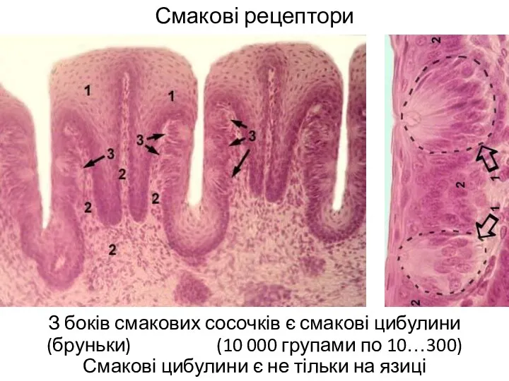 Смакові рецептори З боків смакових сосочків є смакові цибулини (бруньки)
