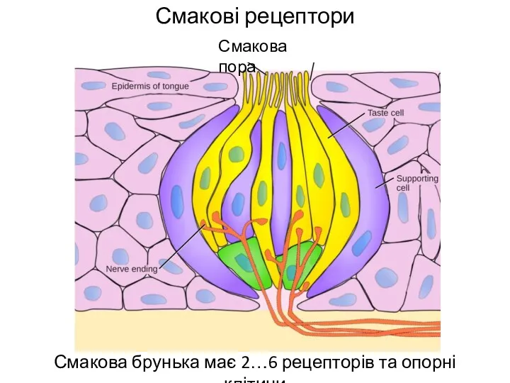 Смакові рецептори Смакова брунька має 2…6 рецепторів та опорні клітини Смакова пора