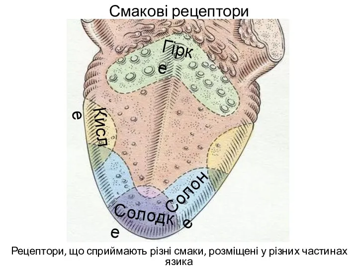 Смакові рецептори Рецептори, що сприймають різні смаки, розміщені у різних частинах язика Солодке Гірке Кисле Солоне