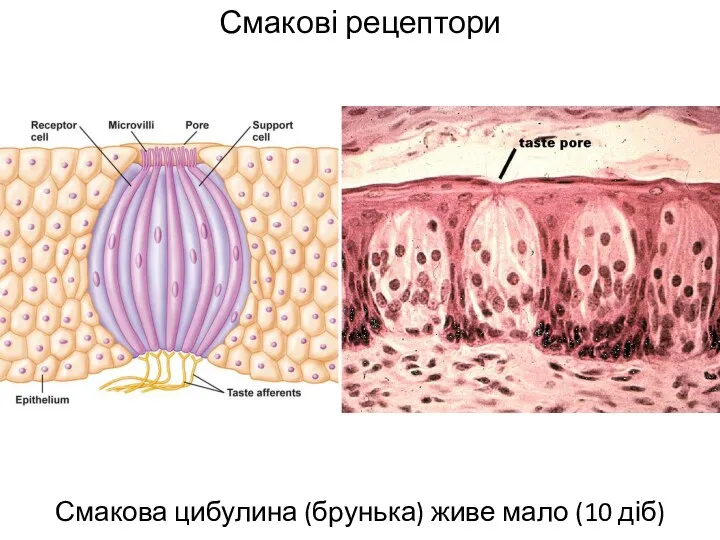 Смакові рецептори Смакова цибулина (брунька) живе мало (10 діб)