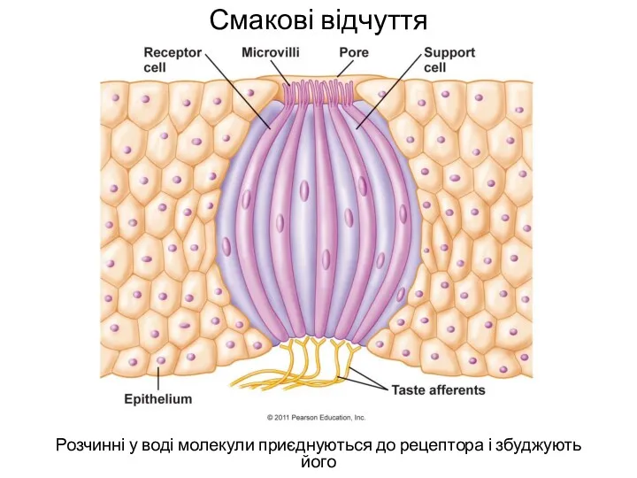 Смакові відчуття Розчинні у воді молекули приєднуються до рецептора і збуджують його