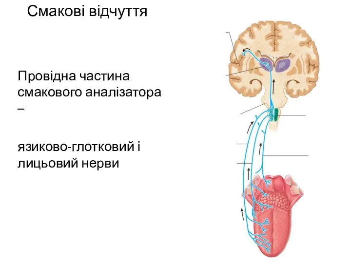 Смакові відчуття Провідна частина смакового аналізатора – язиково-глотковий і лицьовий нерви