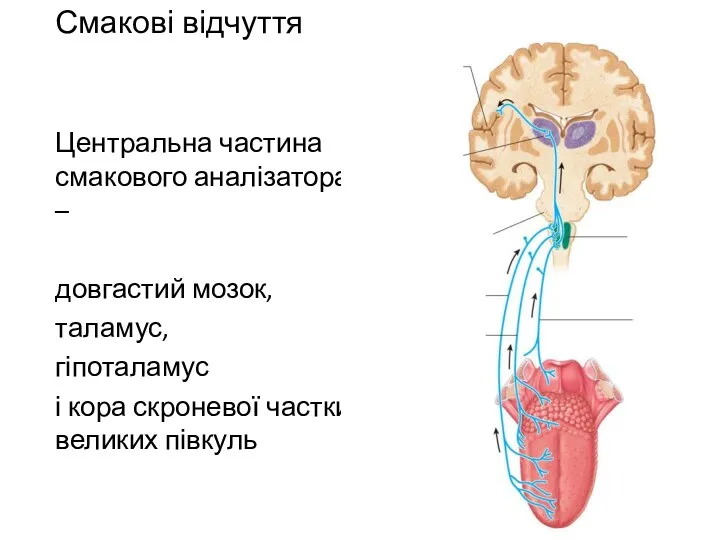 Смакові відчуття Центральна частина смакового аналізатора – довгастий мозок, таламус,