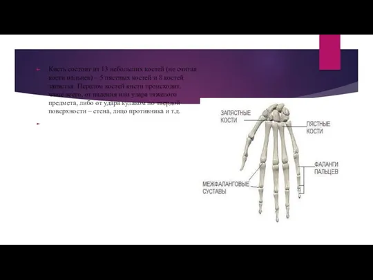 Кисть состоит из 13 небольших костей (не считая кости пальцев)