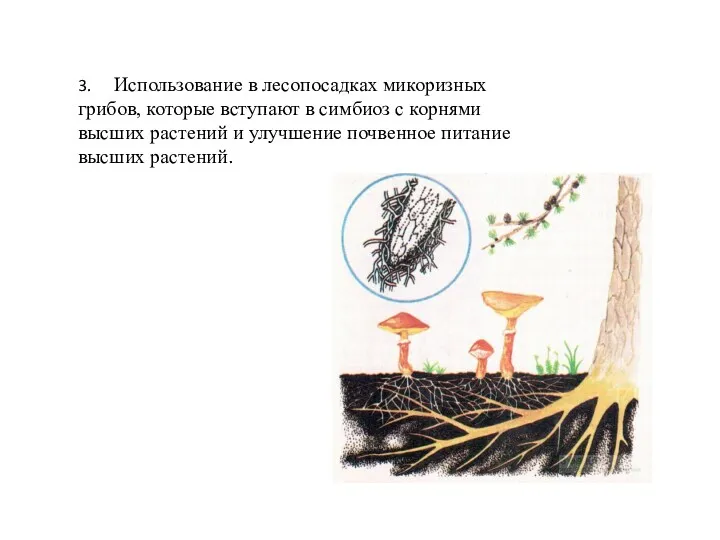 3. Использование в лесопосадках микоризных грибов, которые вступают в симбиоз