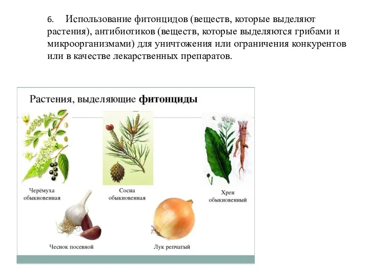 6. Использование фитонцидов (веществ, которые выделяют растения), антибиотиков (веществ, которые