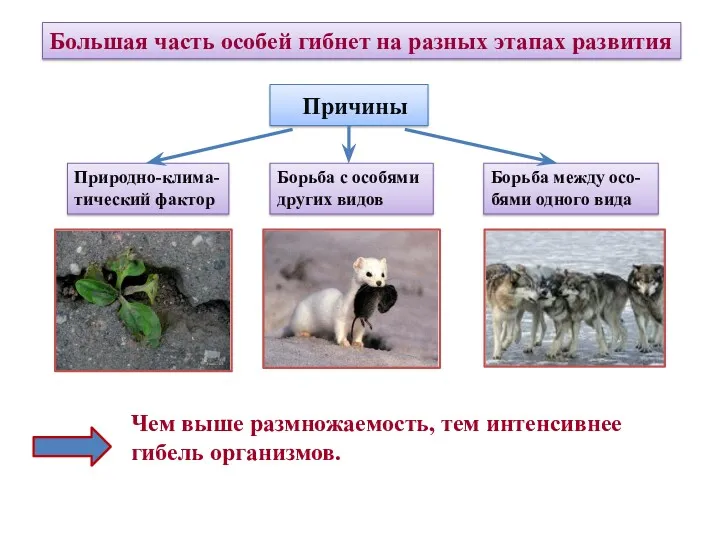 Большая часть особей гибнет на разных этапах развития Причины Природно-клима-