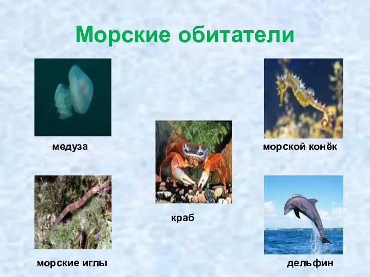 Морские обитатели дельфин краб морские иглы медуза морской конёк