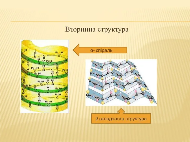 Вторинна структура α- спіраль β складчаста структура