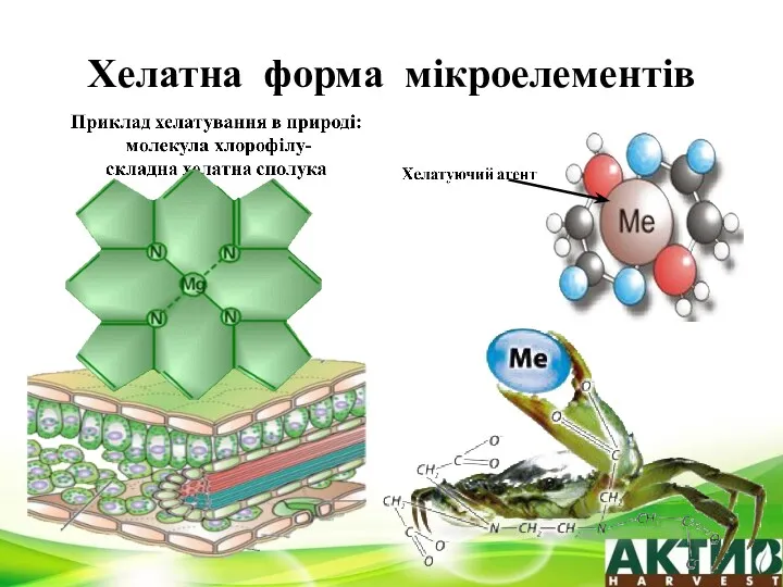 Хелатна форма мікроелементів Іон мікроелемента