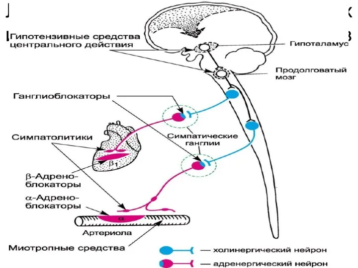 Локализация действия нейротропных и миотропных гипотензивных средств
