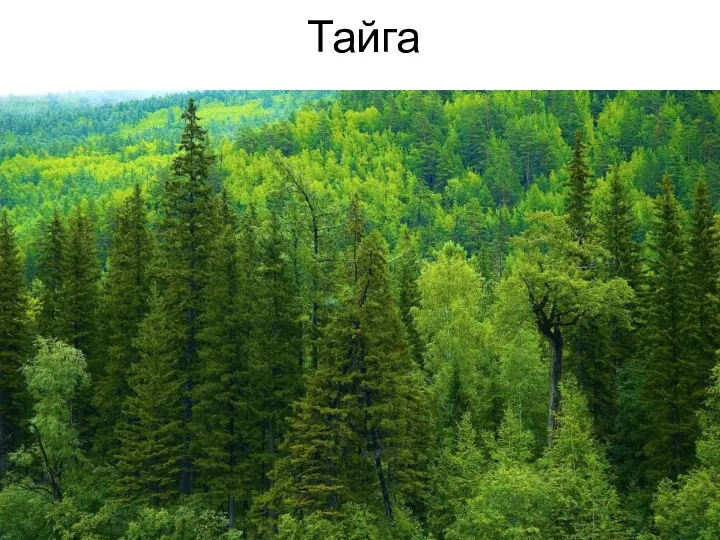 Тайга