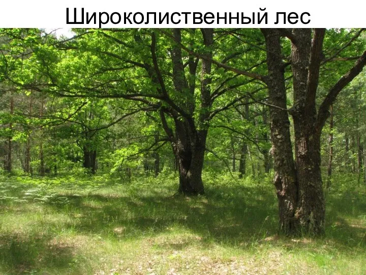 Широколиственный лес