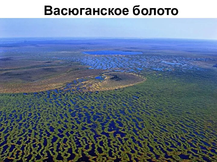 Васюганское болото