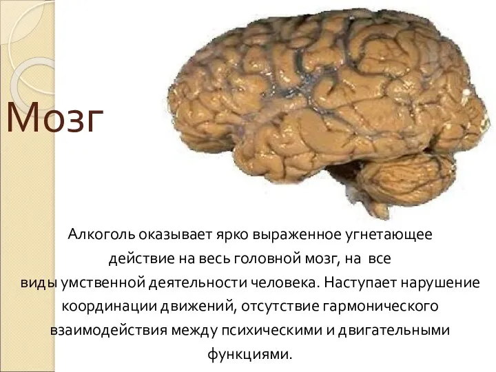 Мозг Алкоголь оказывает ярко выраженное угнетающее действие на весь головной