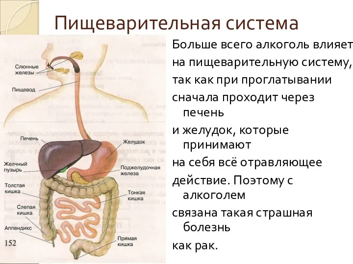 Пищеварительная система Больше всего алкоголь влияет на пищеварительную систему, так