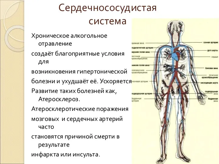 Сердечнососудистая система Хроническое алкогольное отравление создаёт благоприятные условия для возникновения