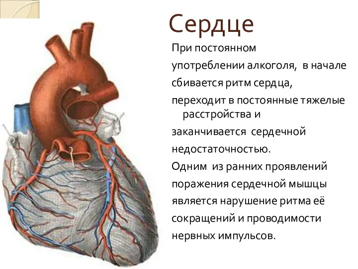 Сердце При постоянном употреблении алкоголя, в начале сбивается ритм сердца,