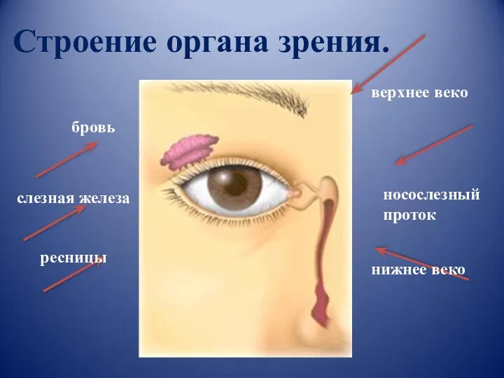 Строение органа зрения. бровь слезная железа ресницы носослезный проток верхнее веко нижнее веко