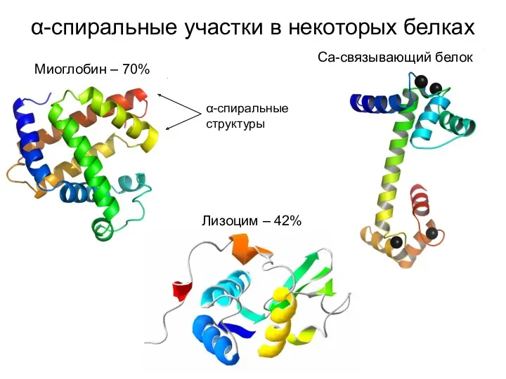 α-спиральные участки в некоторых белках Миоглобин – 70% Лизоцим – 42% Ca-связывающий белок α-спиральные структуры