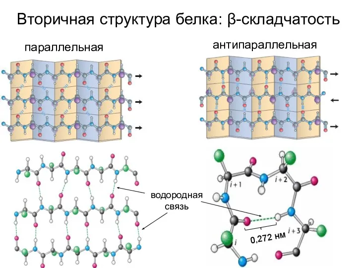 Вторичная структура белка: β-складчатость параллельная антипараллельная водородная связь