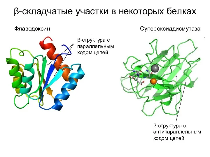 β-складчатые участки в некоторых белках Флаводоксин β-структура с параллельным ходом цепей Супероксиддисмутаза β-структура