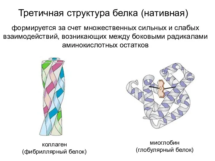 коллаген (фибриллярный белок) миоглобин (глобулярный белок) Третичная структура белка (нативная) формируется за счет
