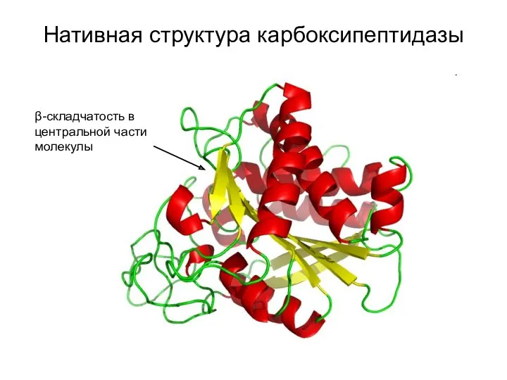 Нативная структура карбоксипептидазы β-складчатость в центральной части молекулы